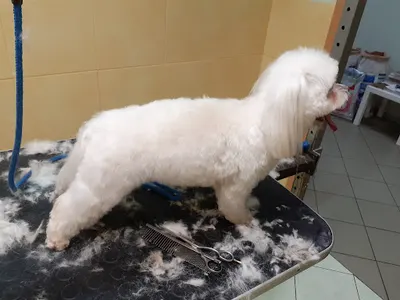 Profesjonalne Strzyżenie Psów i Kotów - Anna Klimza